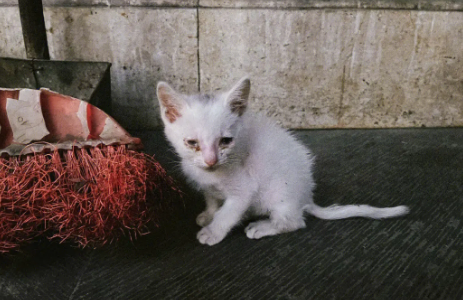 流浪猫几天不喂会离开 流浪猫几天不喂会离开