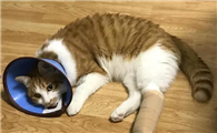 猫咪的腿为什么不能走路呢