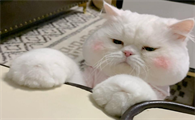 猫咪为什么不叫主人了