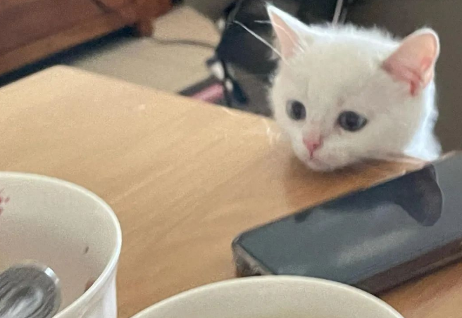 为了吃的,小猫站在椅子上垫脚脚,可爱爆炸! 为了吃的,小猫站在椅子上垫脚脚,可爱爆炸!