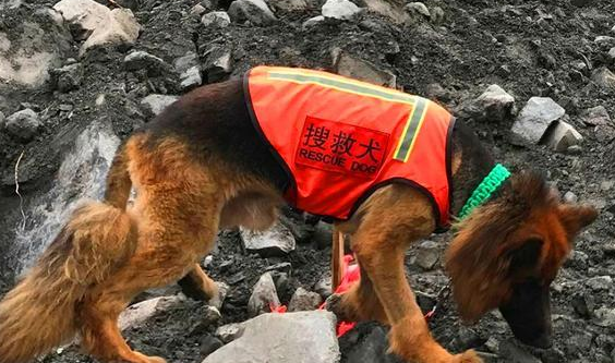 关于搜救犬的介绍！