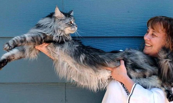 乌克兰巨猫是真的吗 乌克兰巨猫是真的吗