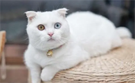 猫咪为什么取公猫名字呢