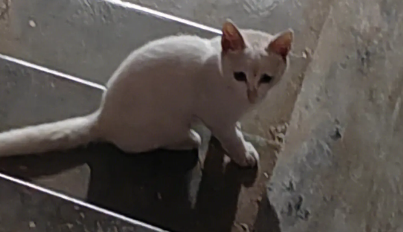流浪猫收留所在哪里