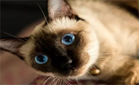 猫咪的脸为什么这么黑呢