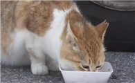 流浪猫喜欢吃什么食物呢