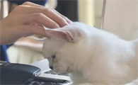 为什么猫咪老是用头顶你呢