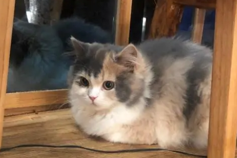 最好看的三花猫 最好看的三花猫