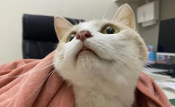 猫咪为什么会长黄疸的原因