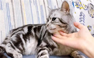 猫咪为什么高冷粘人呢怎么回事