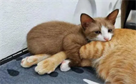 猫咪为什么不想抱抱