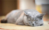 猫咪为什么会喜欢掉头睡觉啊