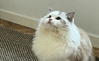 猫咪喜欢古尸片是怎么回事