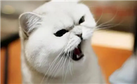 为什么猫咪半夜会过来叫呢