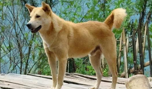 土狗寿命一般多少年