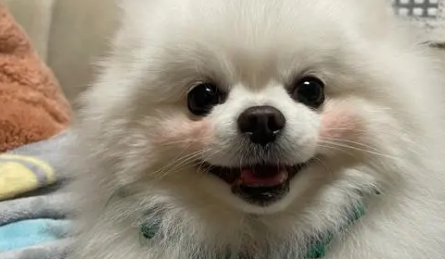 博美如何计算狗粮食用量？