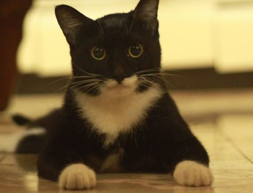踏雪寻梅的猫吉不吉利