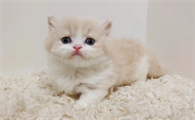 日本的猫咪很瘦是为什么