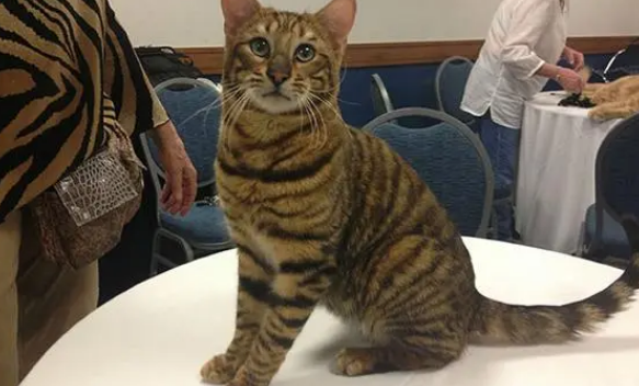 昆明语文老师虎皮猫大人