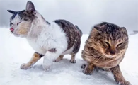 猫咪为什么冬天会失踪呢怎么回事