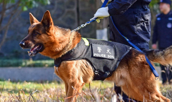 警犬平时都吃什么？
