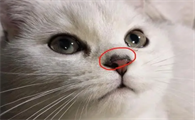 猫咪鼻子软为什么