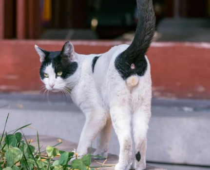 极品挂印拖枪猫特点