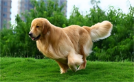如何驯化成犬狗狗呢