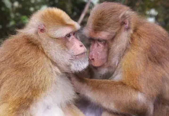 熊猴是什么动物？来看看吧