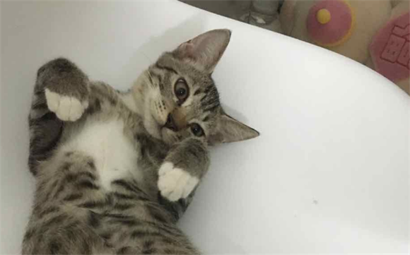 白脚狸花猫为什么不能养