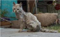 流浪猫为什么生病呢