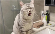 猫为什么犟嘴咬人呢