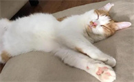 猫咪为什么会害怕进屋睡觉呢
