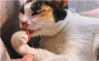 猫舔毛为什么会皮肤干燥