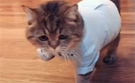 猫咪为什么会假装腿瘸呢