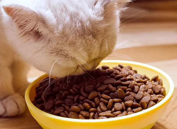 爱斯塔猫粮好不好?你知道吗 爱斯塔猫粮好不好?你知道吗