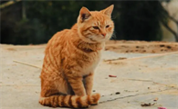 猫咪为什么睡醒就会找我