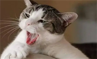 猫咪为什么自己走了还叫唤