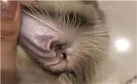 猫咪为什么耳朵会脏掉啊