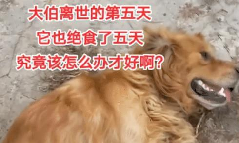 大伯去世5天了，他养的狗狗也绝食了5天站不起来了