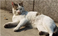 白天怎么找流浪猫呢