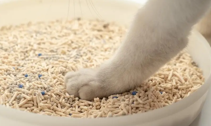 派涂猫砂怎么样