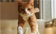 猫咪为什么不能控制自己啊