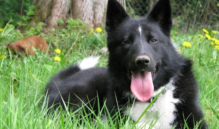 莱卡犬:不仅是狩猎好手,还是家庭宠物的不二选择! 莱卡犬:不仅是狩猎好手,还是家庭宠物的不二选择!