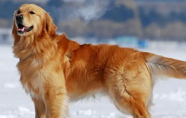 宁波金毛犬多少钱一只啊