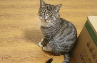 美短和狸花猫的区别 美短和狸花猫的区别
