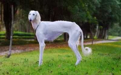 哮天犬真的存在吗?一文替你解答 哮天犬真的存在吗?一文替你解答