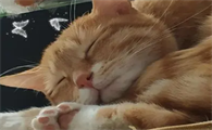猫咪为什么睡觉时会做梦呢