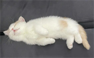 猫咪为什么身体不好睡觉呢