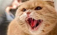 猫咪晚上都爱叫吗为什么呢